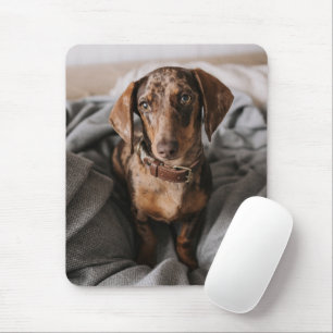 Cutest Baby Animals   Chocolate Dapple Dachshund Mouse Pad