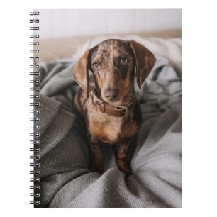 Cutest Baby Animals Chocolate Dapple Dachshund Notebook