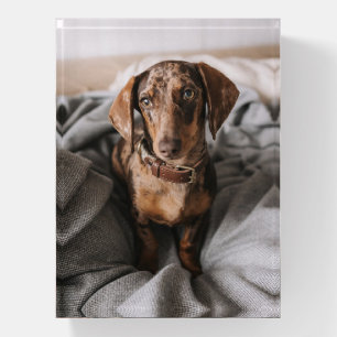 Cutest Baby Animals Chocolate Dapple Dachshund Paperweight