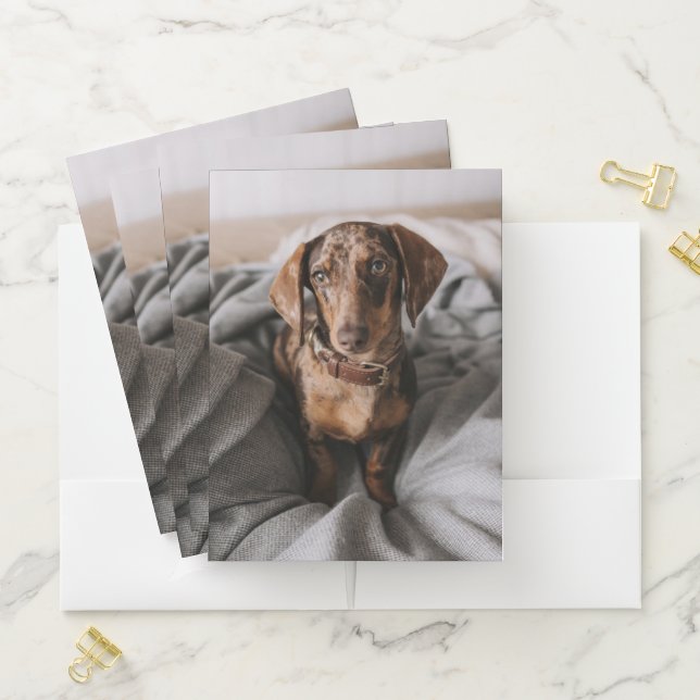 Cutest Baby Animals | Chocolate Dapple Dachshund Pocket Folder (In Situ)