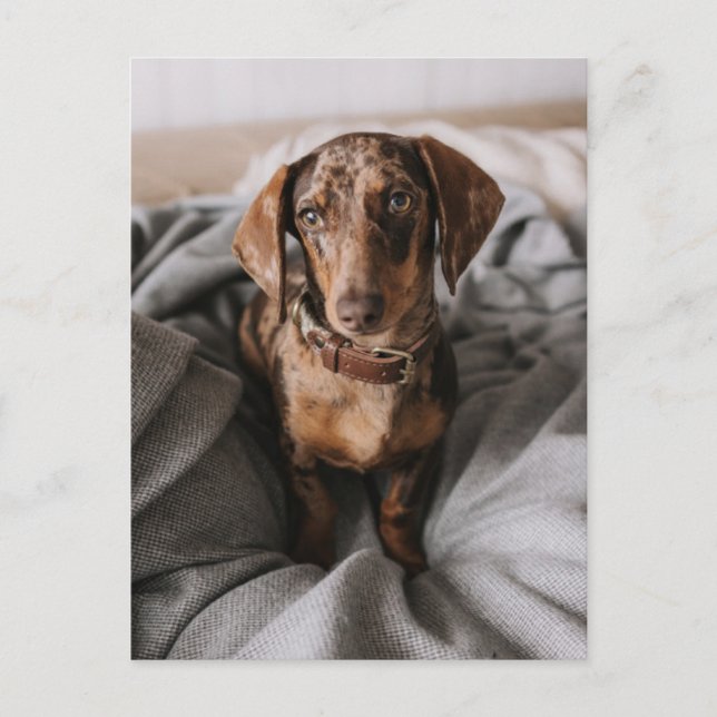 Cutest Baby Animals | Chocolate Dapple Dachshund Postcard (Front)