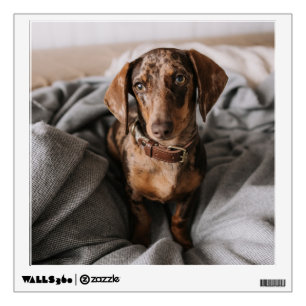 Cutest Baby Animals Chocolate Dapple Dachshund Wall Decal