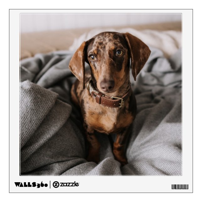 Cutest Baby Animals | Chocolate Dapple Dachshund Wall Decal (Front)
