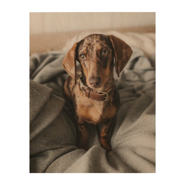 Cutest Baby Animals | Chocolate Dapple Dachshund Wood Wall Art (Front)