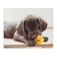 cutest chocolate lab puppy
