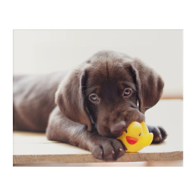 Cutest Baby Animals | Chocolate Labrador Puppy Acrylic Print (Front)