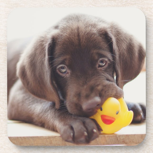 Cutest Baby Animals | Chocolate Labrador Puppy Beverage Coaster (Front)