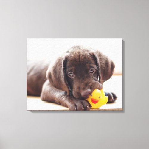 Cutest Baby Animals  Chocolate Labrador Puppy Canvas Print