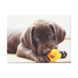 Cutest Baby Animals | Chocolate Labrador Puppy Canvas Print