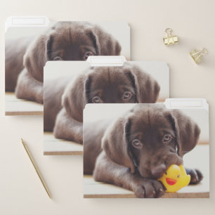 Cutest Baby Animals   Chocolate Labrador Puppy File Folder