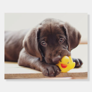 Cutest Baby Animals Chocolate Labrador Puppy Foam Board