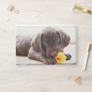 Cutest Baby Animals   Chocolate Labrador Puppy HP Laptop Skin