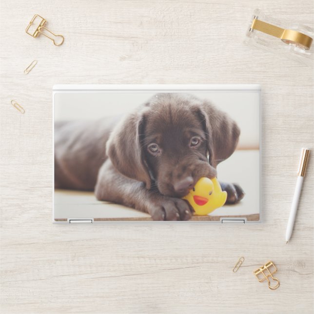 Cutest Baby Animals | Chocolate Labrador Puppy HP Laptop Skin (Desk)