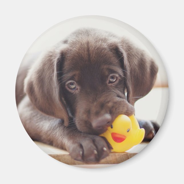 Cutest Baby Animals | Chocolate Labrador Puppy Magnet (Front)