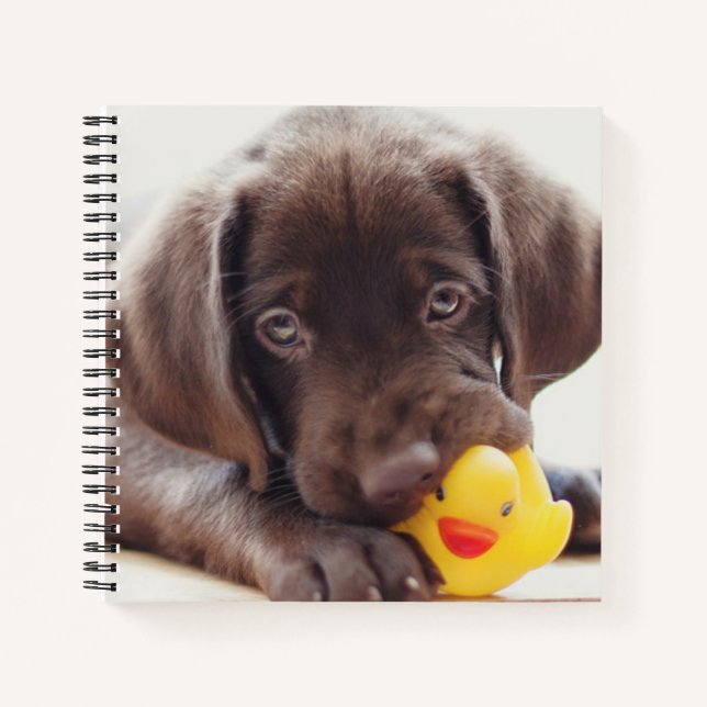 Cutest Baby Animals | Chocolate Labrador Puppy Notebook (Front)
