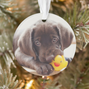 Cutest Baby Animals   Chocolate Labrador Puppy Ornament