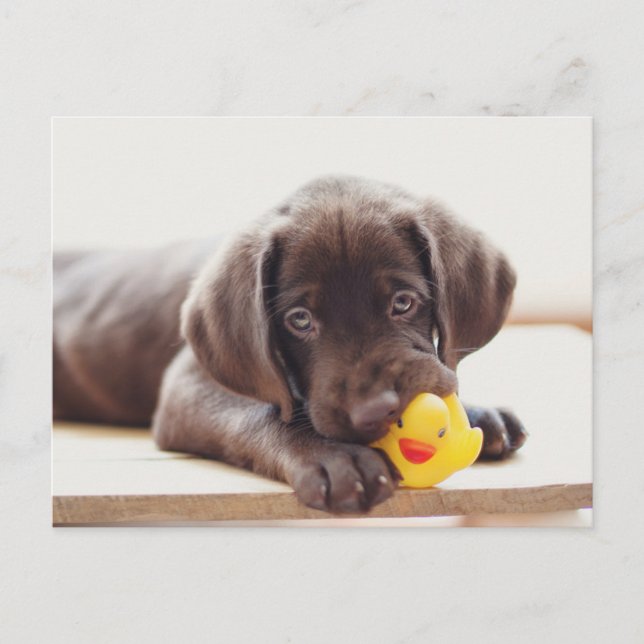 Cutest Baby Animals | Chocolate Labrador Puppy Postcard (Front)