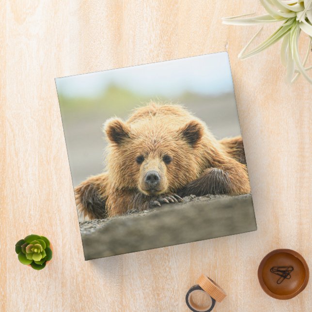 Cutest Baby Animals | Coastal Brown Bear Cub 3 Ring Binder (In Situ)