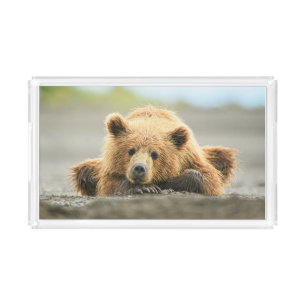 Cutest Baby Animals   Coastal Brown Bear Cub Acrylic Tray