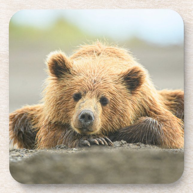 Cutest Baby Animals | Coastal Brown Bear Cub Beverage Coaster (Front)