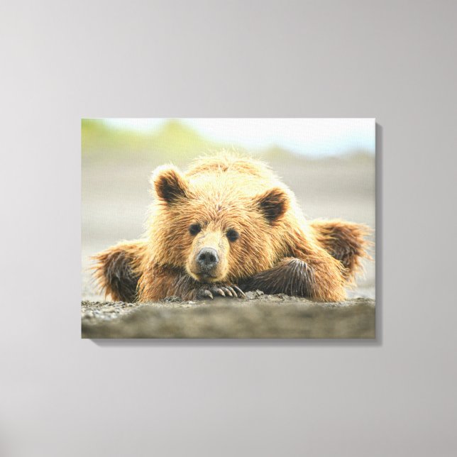 Cutest Baby Animals | Coastal Brown Bear Cub Canvas Print (Front)