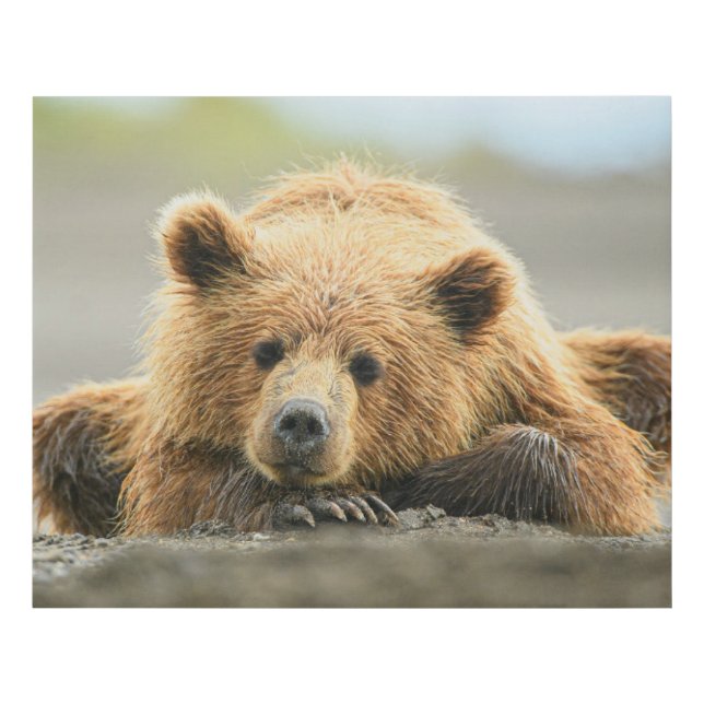 Cutest Baby Animals | Coastal Brown Bear Cub Faux Canvas Print (Front)