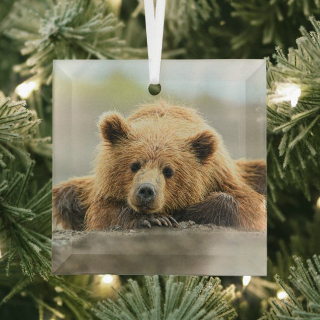 Cutest Baby Animals | Coastal Brown Bear Cub Glass Ornament (Insitu)
