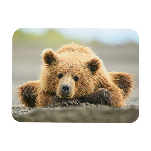 Cutest Baby Animals  Coastal Brown Bear Cub Magnet