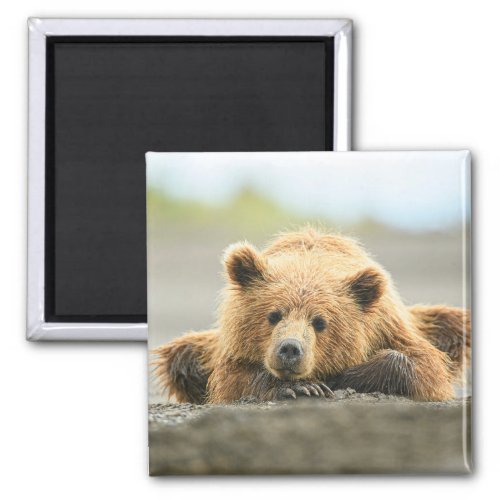 Cutest Baby Animals  Coastal Brown Bear Cub Magnet