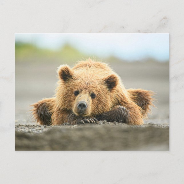 Cutest Baby Animals | Coastal Brown Bear Cub Postcard (Front)