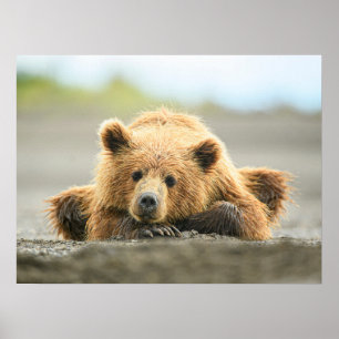 Cutest Baby Animals Coastal Brown Bear Cub Poster
