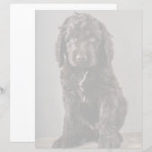 Cutest Baby Animals | Cockapoo Puppy (Front/Back)