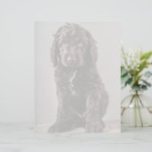 Cutest Baby Animals | Cockapoo Puppy (Standing Front)