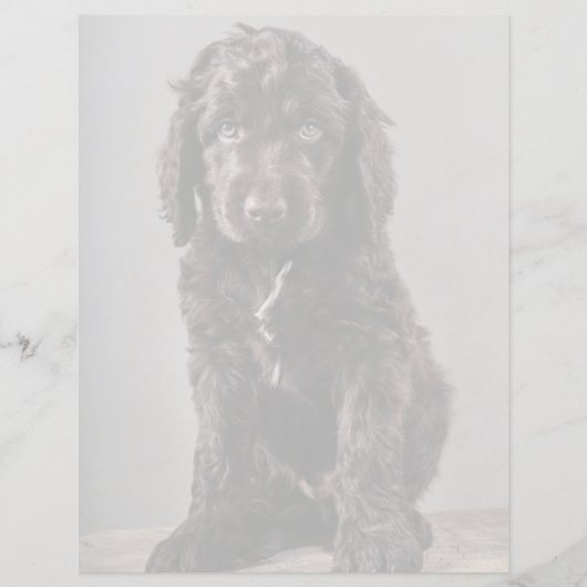 Cutest Baby Animals | Cockapoo Puppy (Front)