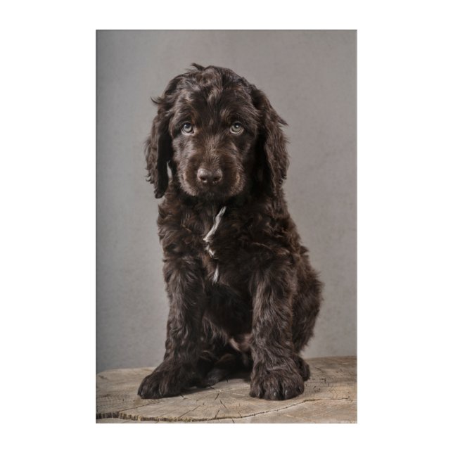 Cutest Baby Animals | Cockapoo Puppy Acrylic Print (Front)