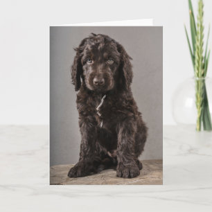 Cutest Baby Animals   Cockapoo Puppy Card