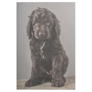 Cutest Baby Animals Cockapoo Puppy Gallery Wrap