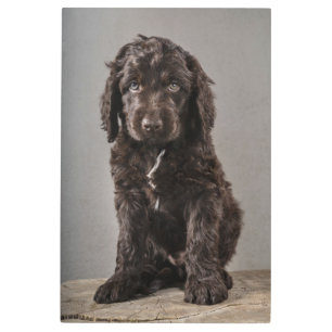 Cutest Baby Animals   Cockapoo Puppy Metal Print