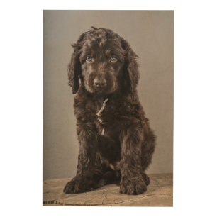 Cutest Baby Animals   Cockapoo Puppy Wood Wall Art