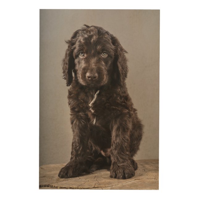 Cutest Baby Animals | Cockapoo Puppy Wood Wall Art (Front)