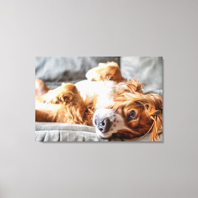 Cutest Baby Animals | Cocker Spaniel Canvas Print (Front)