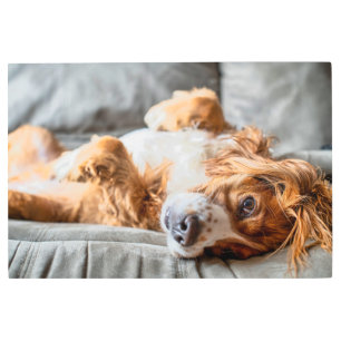 Cutest Baby Animals   Cocker Spaniel Metal Print