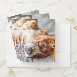 Cutest Baby Animals   Cocker Spaniel Pocket Folder