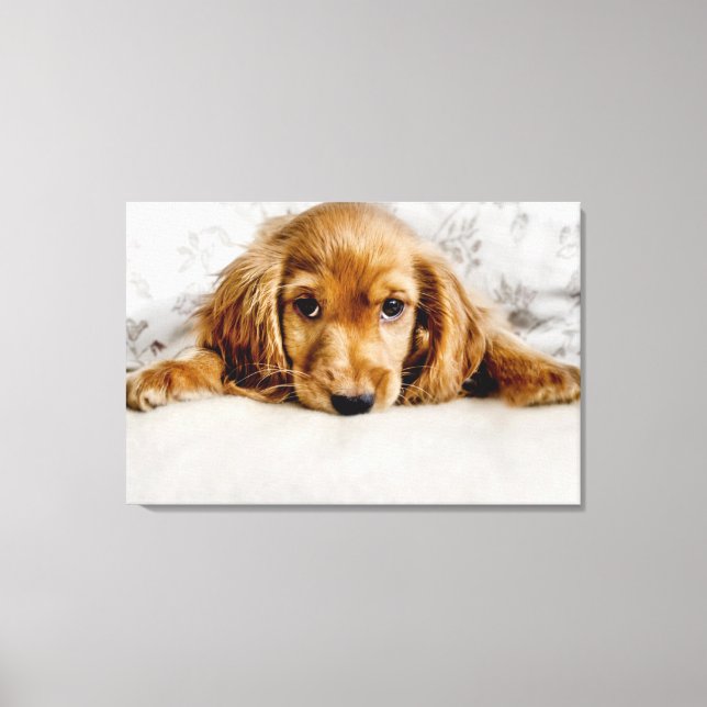 Cutest Baby Animals | Cocker Spaniel Puppy Canvas Print (Front)