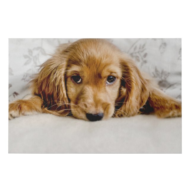 Cutest Baby Animals | Cocker Spaniel Puppy Faux Canvas Print (Front)