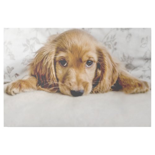 Cutest Baby Animals  Cocker Spaniel Puppy Gallery Wrap