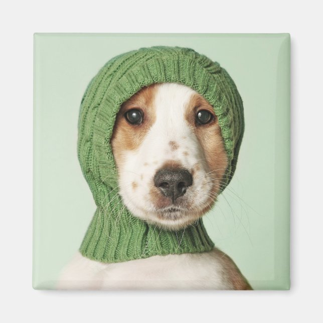 Cutest Baby Animals | Cocker Spaniel Puppy Magnet (Front)