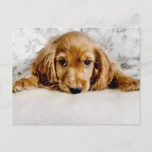 Cutest Baby Animals  Cocker Spaniel Puppy Postcard