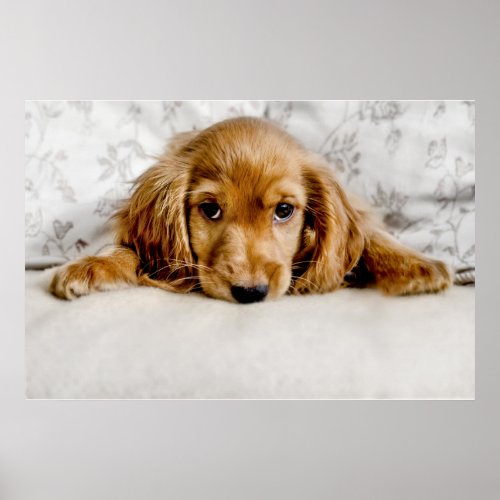 Cutest Baby Animals  Cocker Spaniel Puppy Poster