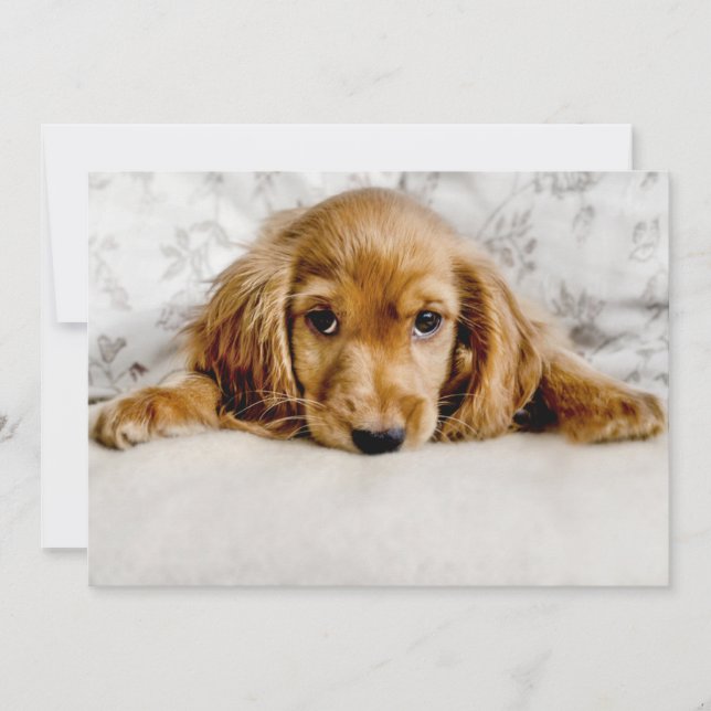 Cutest Baby Animals | Cocker Spaniel Puppy Thank You Card (Front)